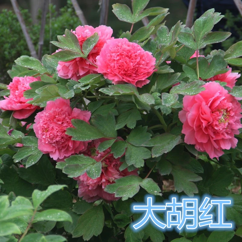 预售[大胡红牡丹]经典老品种银红色皇冠型先发预售卡秋季裸根发苗