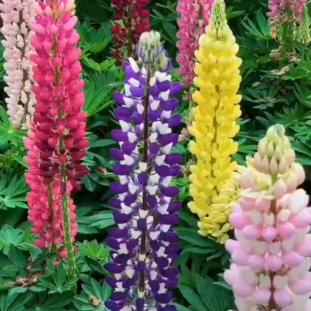 鲁冰花种子多年生宿根花卉鲁冰花种子羽扇豆鲁冰花四季简单花种子