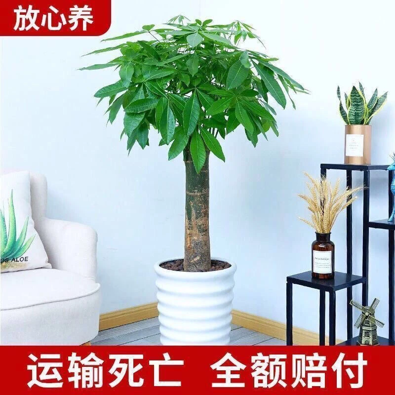 发财树植物盆栽室内养护美观大绿植辫子发财树四季常青绿植盆栽