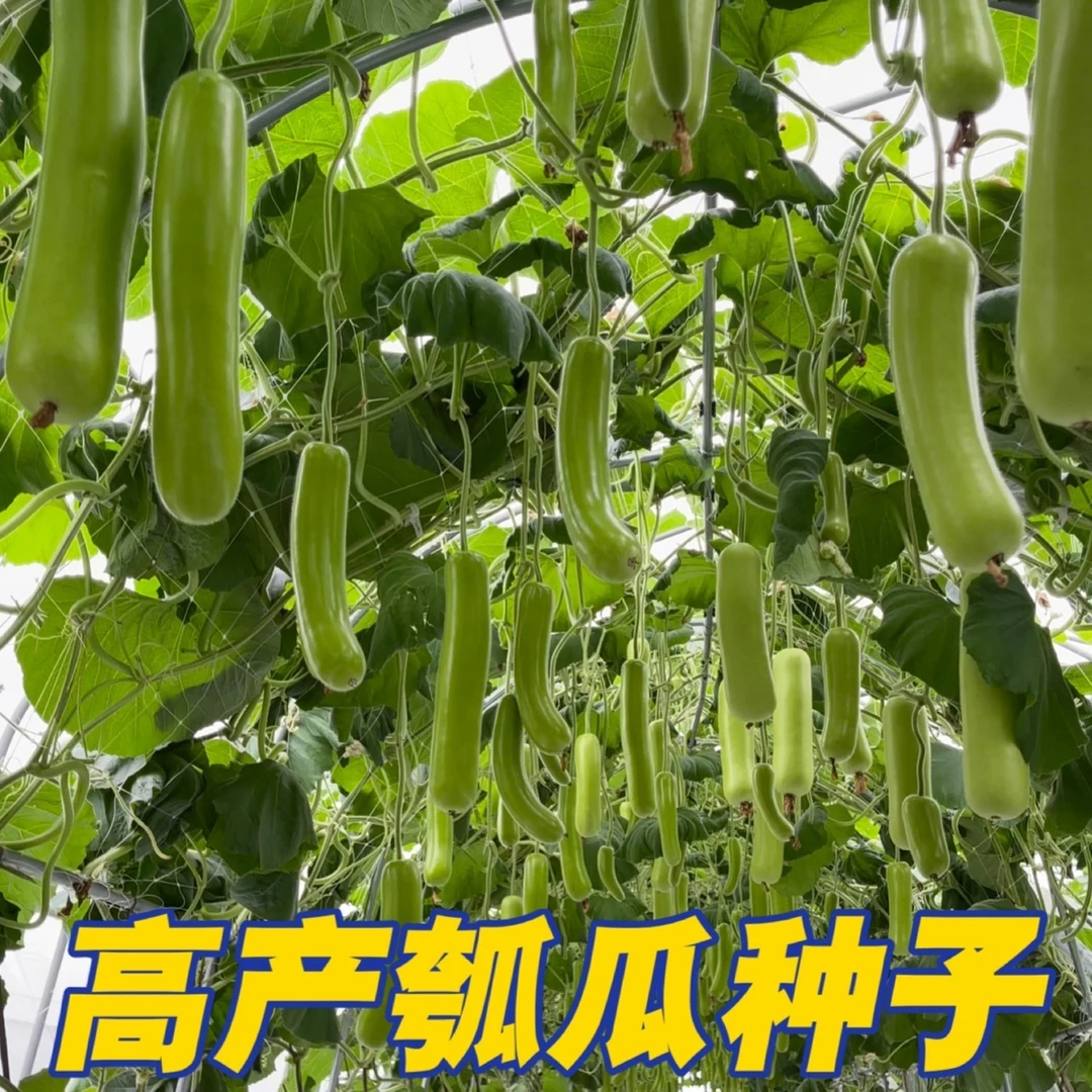 瓠瓜种子高产家庭小院种植瓜果蔬菜春季早熟种苗夏秋栽培简单美观