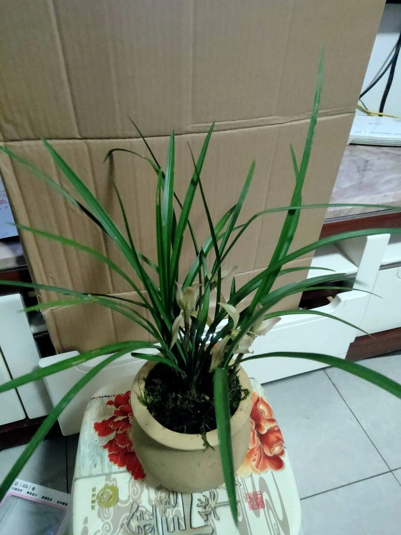 鲜花绿植，花花草草