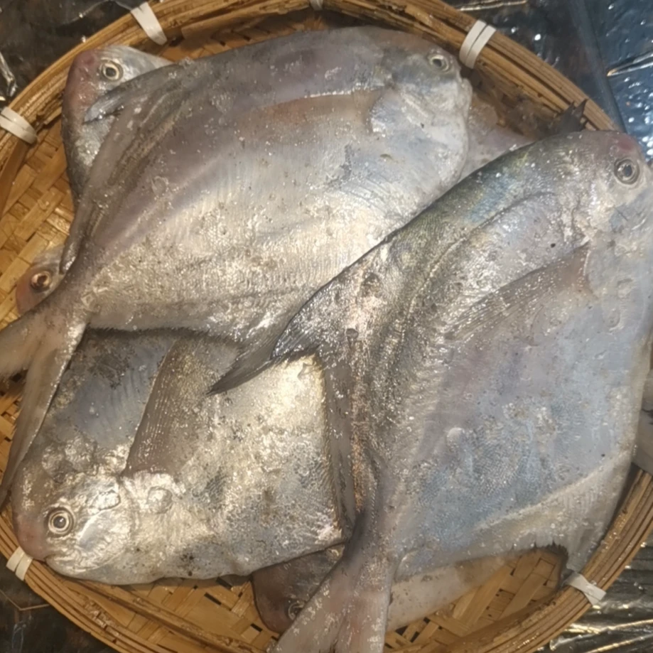 东海新鲜小鲳鱼2斤温岭松门特产