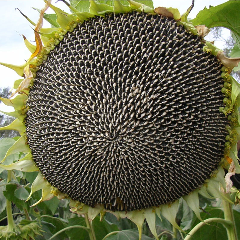 向日葵种子油葵种子夏日可种榨油专用耐热春季夏季简单花卉