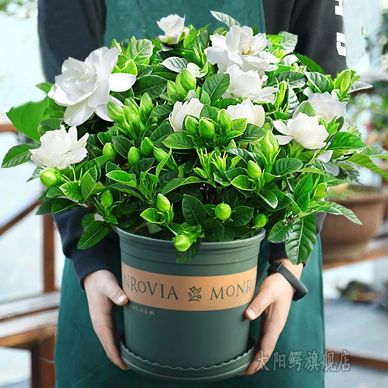 栀子花盆栽花卉植物室内带花苞阳台水培绿植浓香型绿植苗四季好养