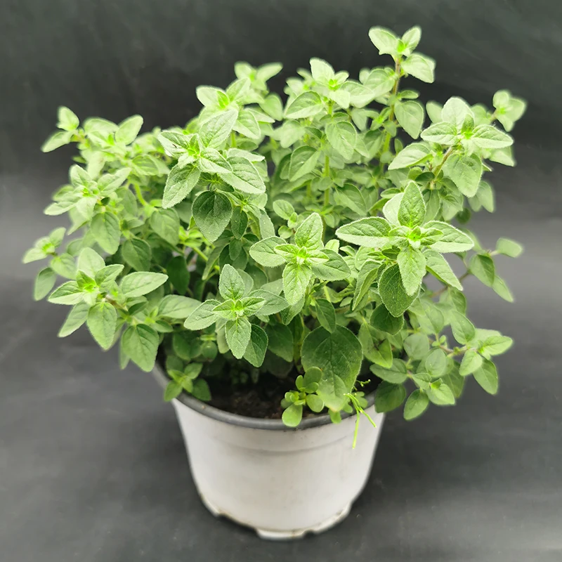 牛至 4个品种可选 甜牛至 希腊 红花 美女肯特 观赏香草盆栽