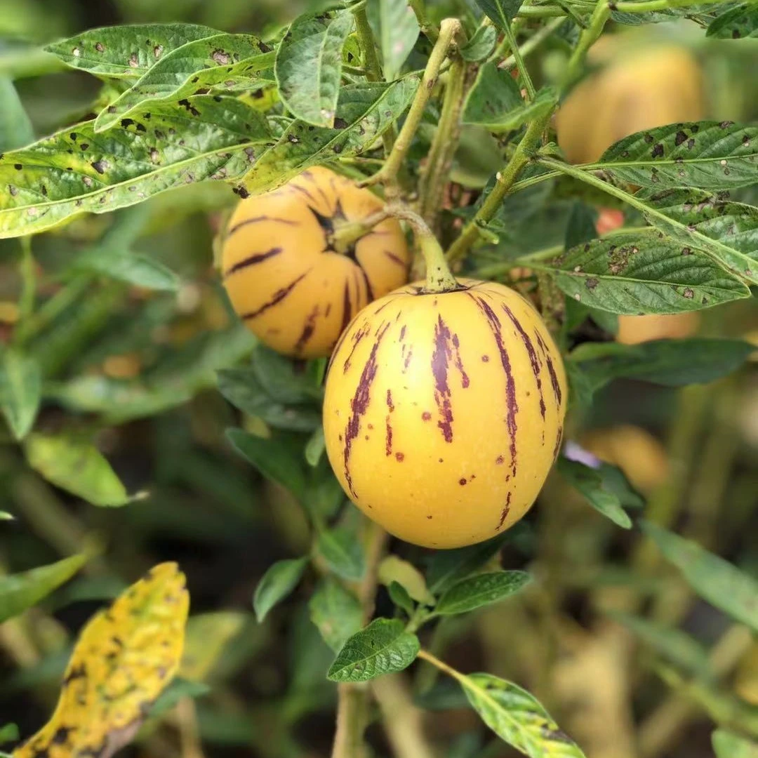 云南石林人参果5斤9斤自然熟火山岩圆果皮薄多汁当季低糖新鲜水果
