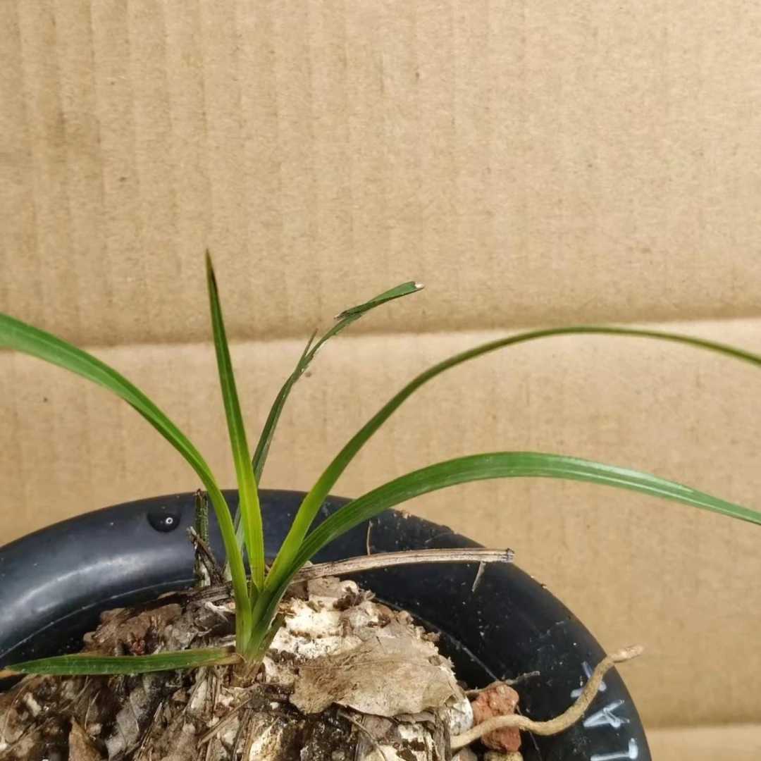 黄变形草 直播链接（三）