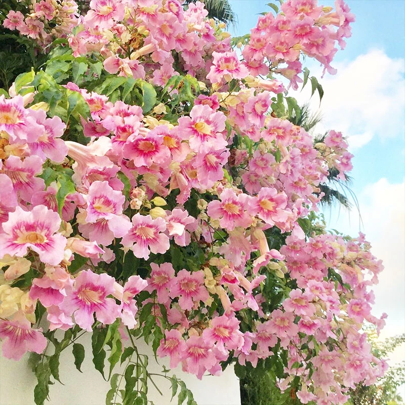 庭院室外凌霄花爬藤本植物花苗花卉盆栽常绿爬墙藤蔓阳台花苞四季