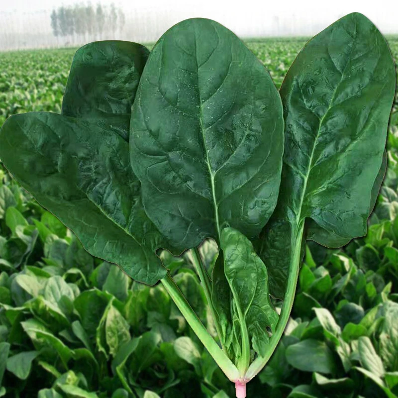大叶菠菜种子耐寒耐热四季蔬菜种籽阳台盆栽秋冬春播波菜籽