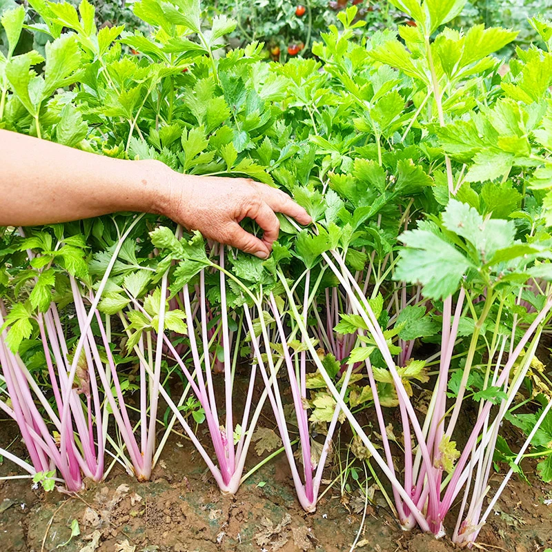 红芹菜种子紫玉香芹种籽四季播阳台庭院观赏食用蔬菜种子