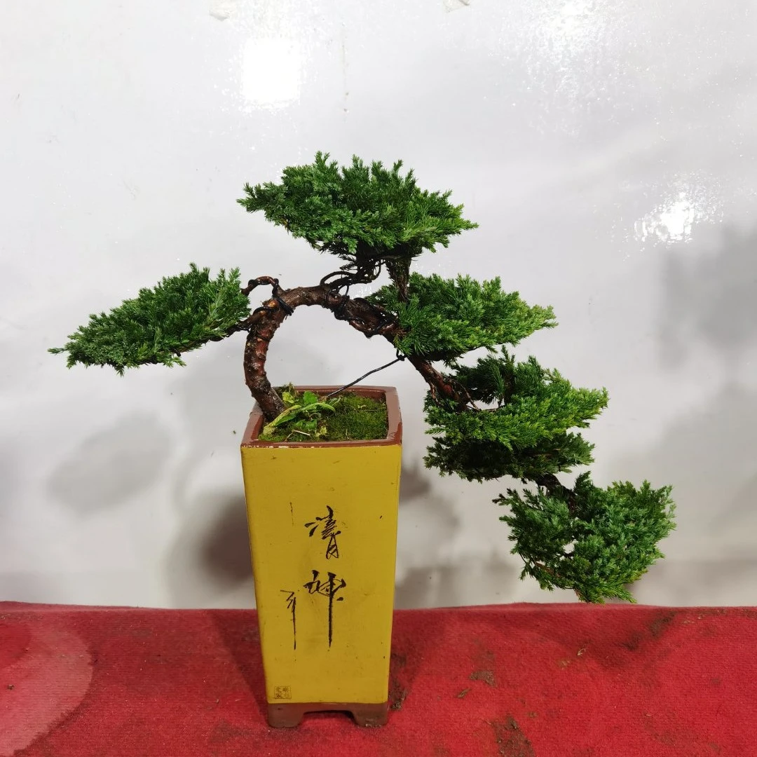 珍珠柏直播间一景一拍(下盲单随机发)