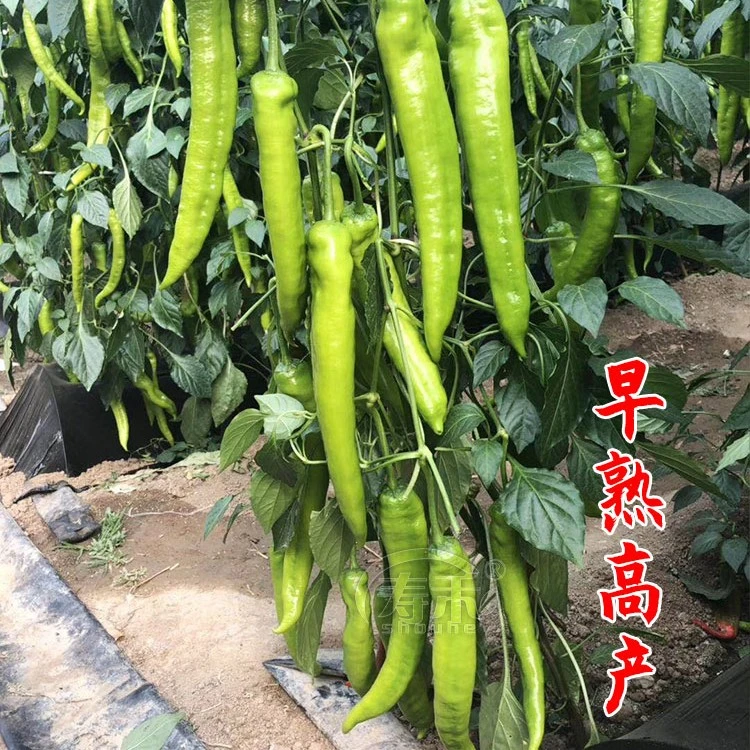 尖椒 辣椒种子/苗子  春夏种植  地栽盆栽小院种植