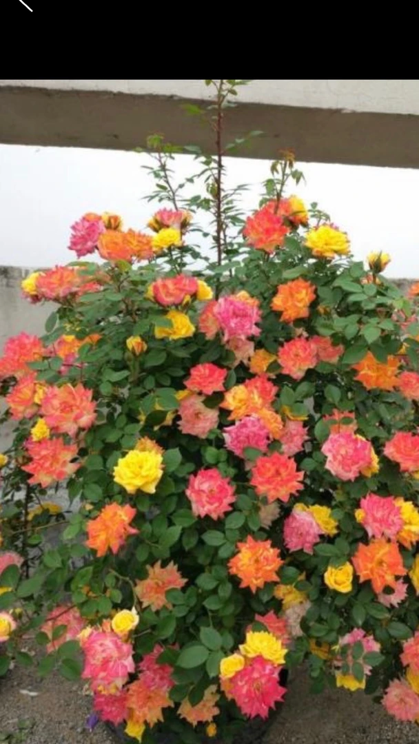 藤本月季疼彩虹。都季节重复开花