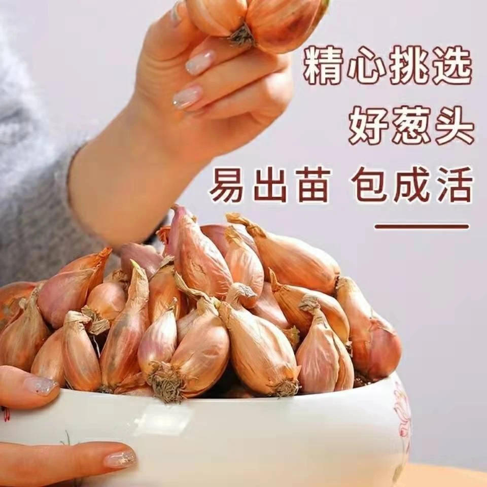 火葱头四季小香葱盆栽头苗小葱籽黄葱头阳台蔬菜盆栽葱1/5斤