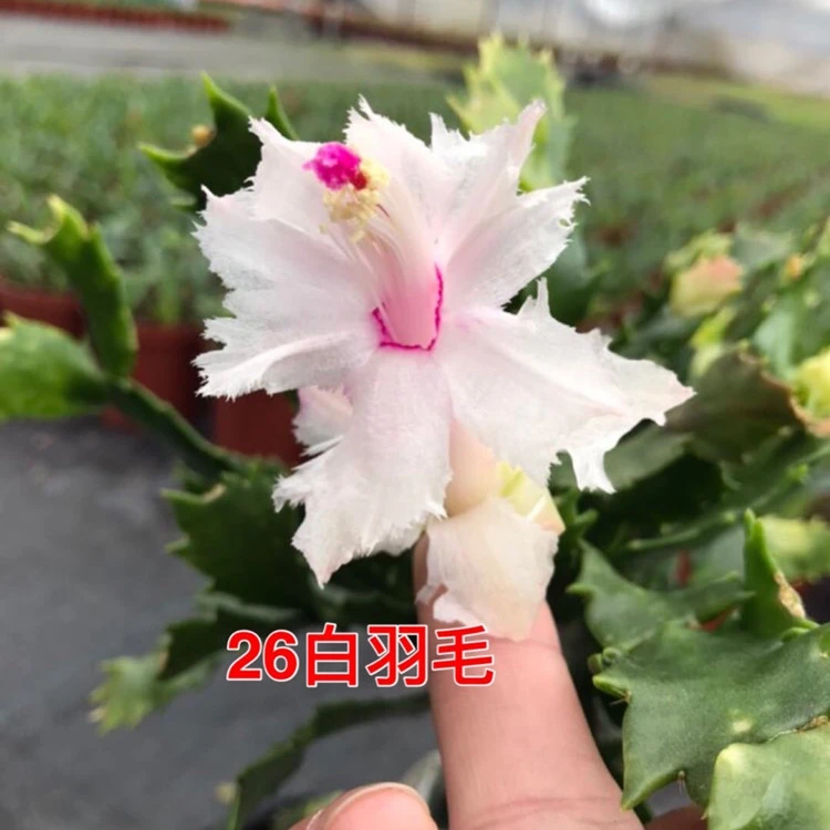 嫁接进口蟹爪兰白羽毛无花苞