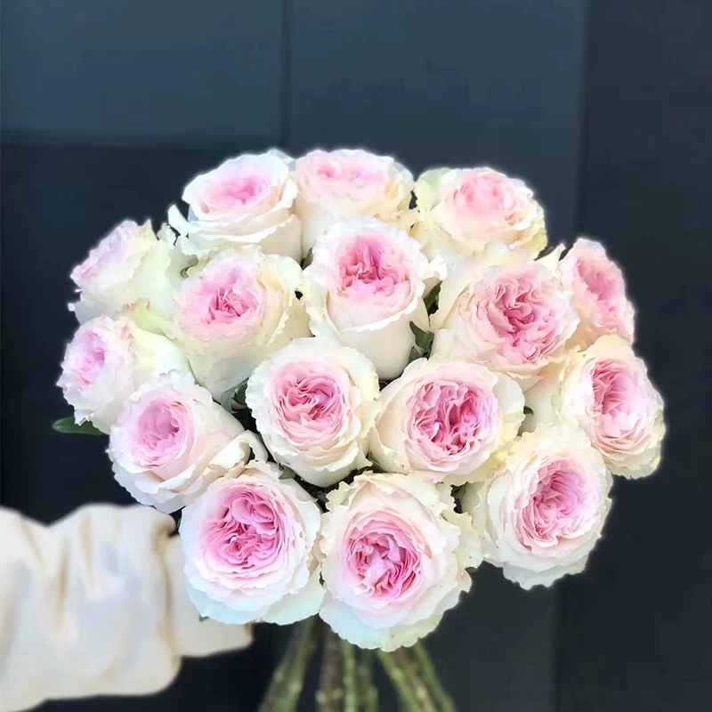 屋檐的花园芍药新品雀花洛神月季盆栽花苗直立大花仙气玫瑰盆栽