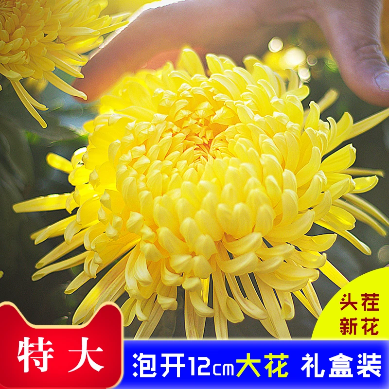 花丘金丝皇菊至尊礼盒装清新烘干无添加泡开约13cm清润头茬送礼