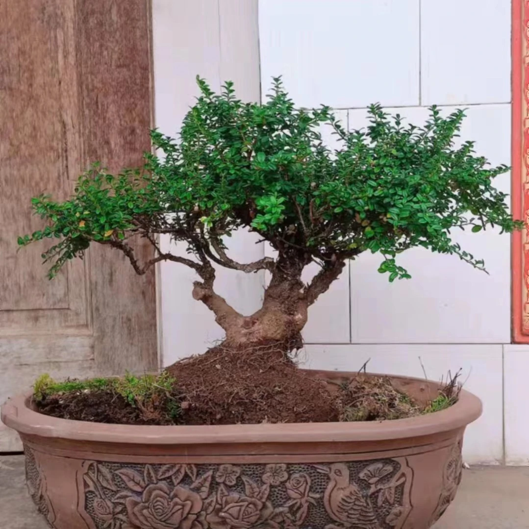 黄荆黄杨 盆栽 私拍小苗随机发货（慎拍）直播间一物一拍 裸根