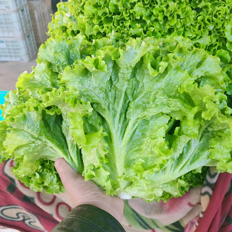 四季甜脆玻璃生菜种子阳台盆栽蔬菜种籽速生蔬菜生吃