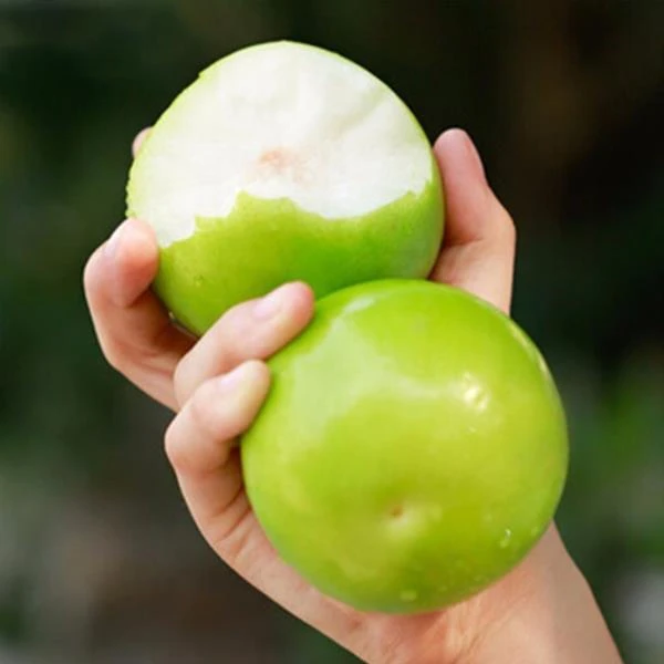 正宗台湾引进脆甜苹果枣非牛奶枣大青枣净重5斤当季新鲜果包邮