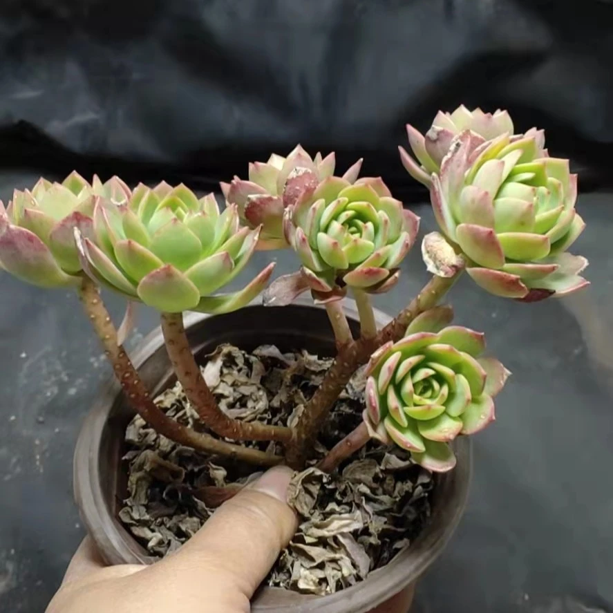 恋上多肉 绿蔷薇 多肉植物  两单包邮