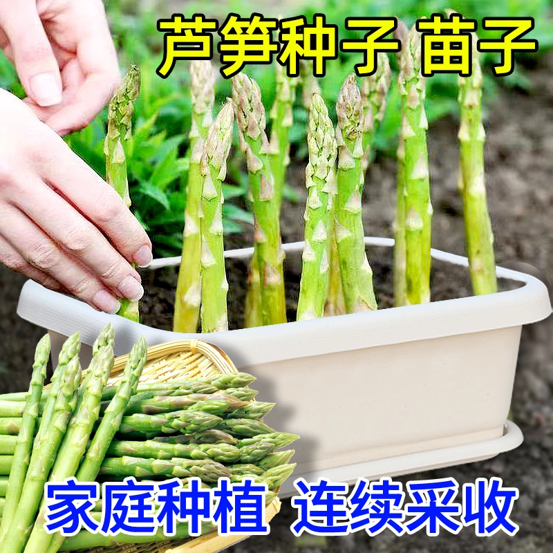 [芦笋根苗] 芦笋苗根食用蔬菜苗四季多年生阳台盆栽种植 基地直发