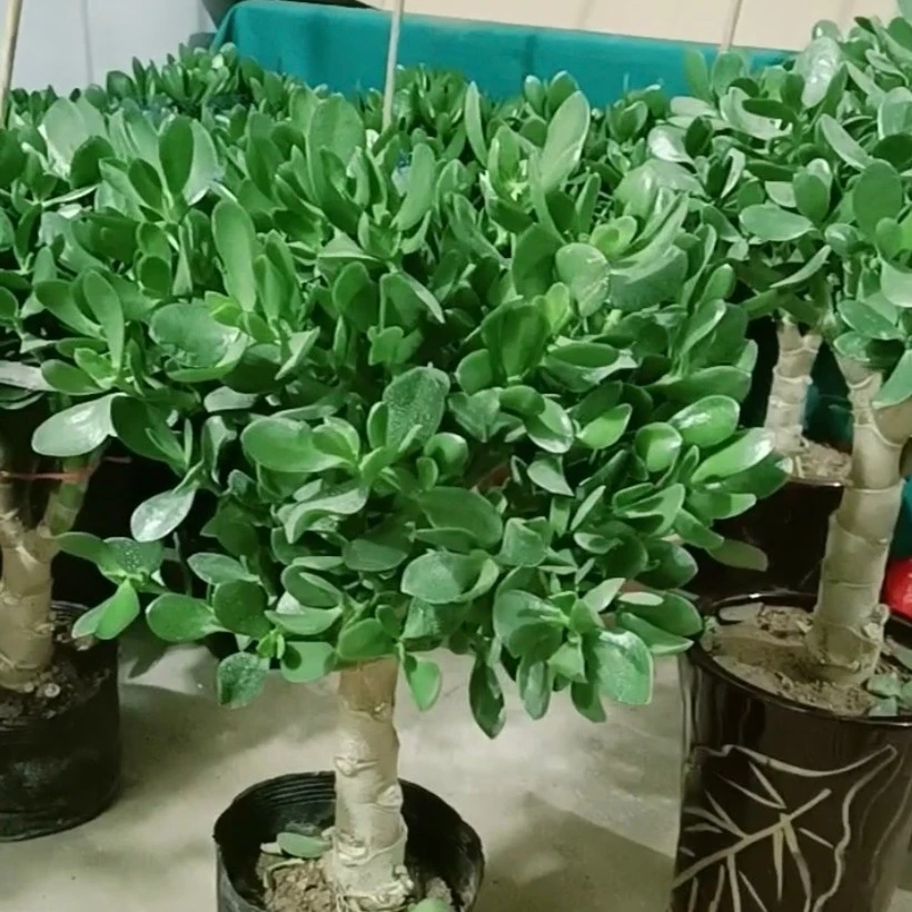 老桩玉树玉树盆栽土球
