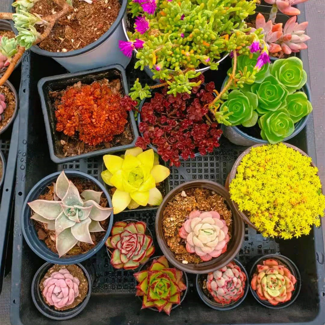 欧琪元4 多肉植物女王玫瑰多肉花卉绿植盆栽正版多肉18元包邮