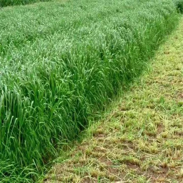 黑麦草种子，耐寒的牧草种子，柔嫩的草种子，牧草种子黑麦草草籽