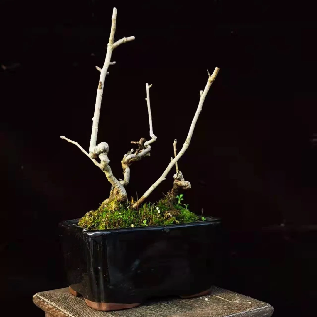 福利盆景速拍速卖