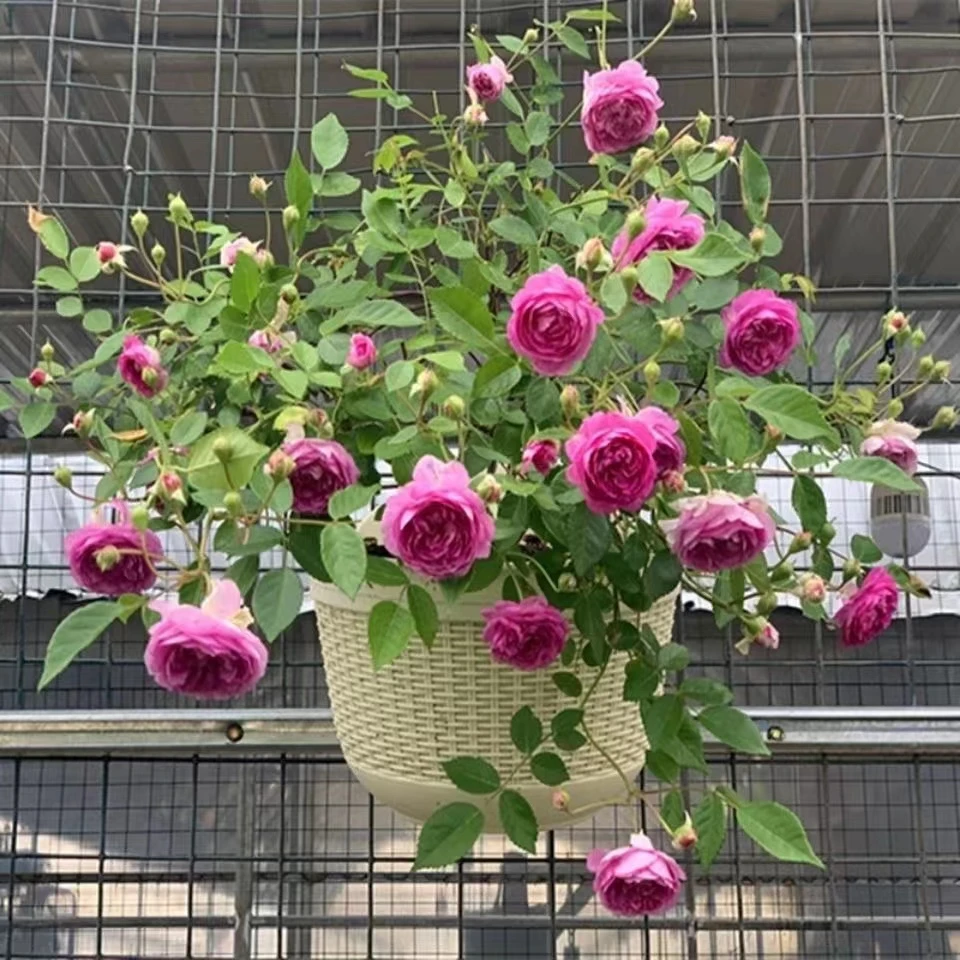 玛姬婶婶 微型月季花阳台盆栽浓香型多季开花爆香紫耐热多头勤花