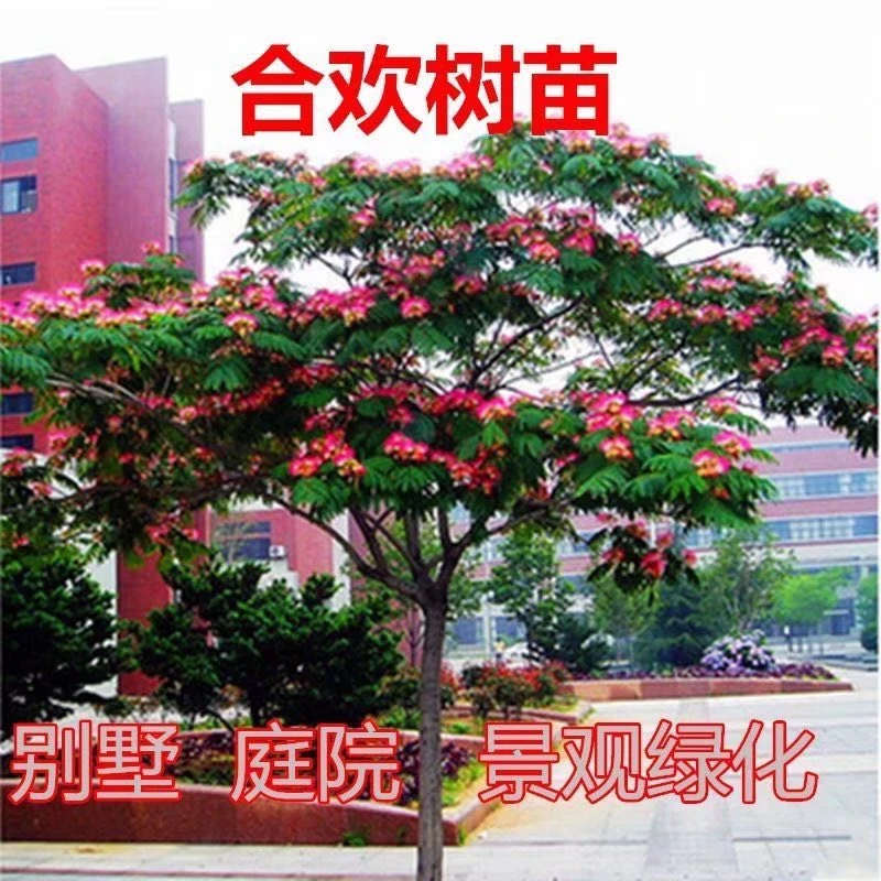 合欢树苗合欢花树苗绒花树苗芙蓉花树苗庭院盆栽地栽绿化工程苗木
