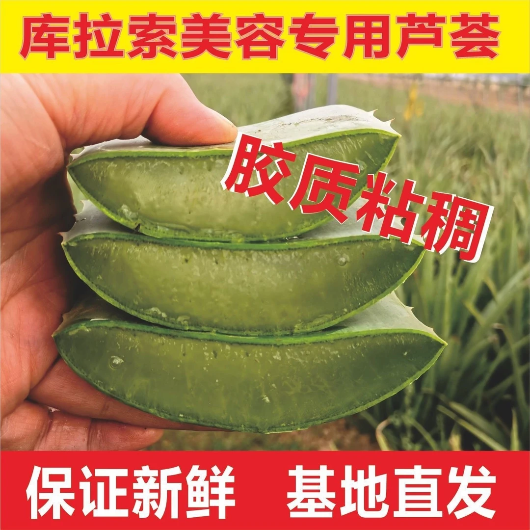 库拉索美容大芦荟盆栽植物美容院专用灌肤芦荟