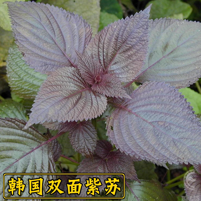 紫苏种子春季四季食用紫苏阳台盆栽紫苏子种籽农家庭院蔬菜种子孑