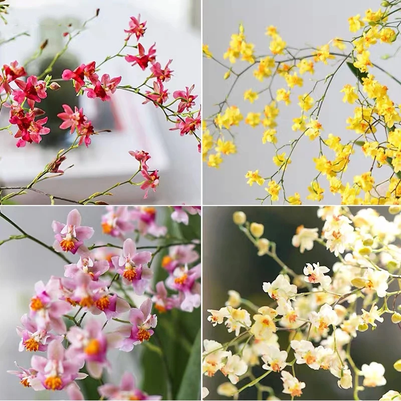 文心兰，带花苞出售好养花卉