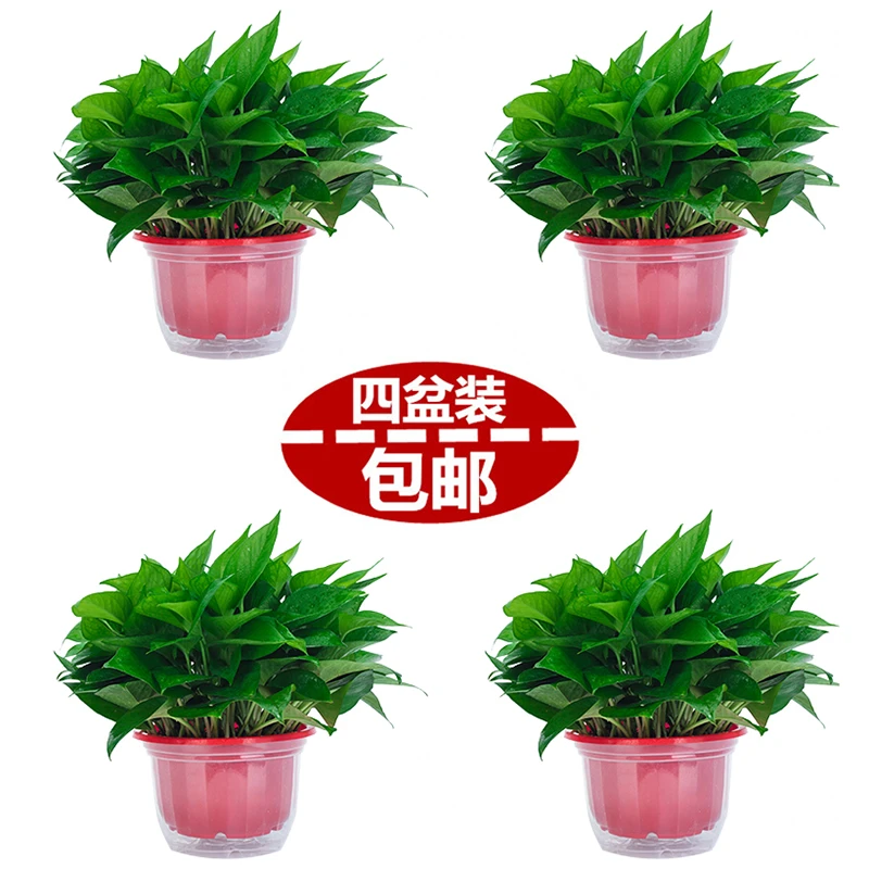 朝航绿萝盆栽大叶绿萝吸甲醇净化空气绿箩防辐射水培植物新房吊兰