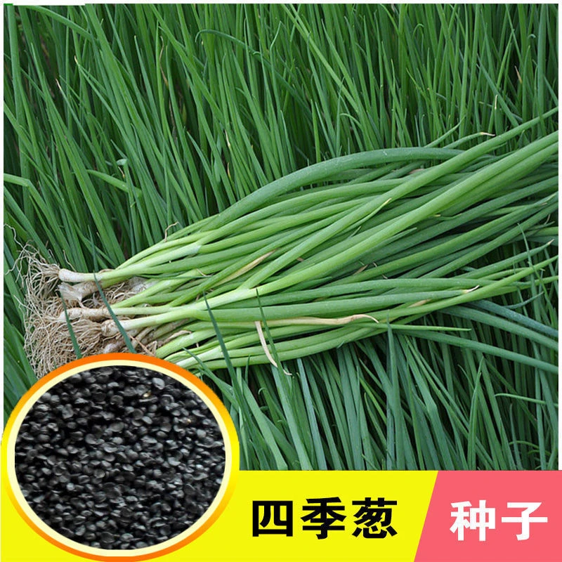 小香葱籽种子小分葱种子四季阳台室内盆栽葱种子批发家庭菜种子