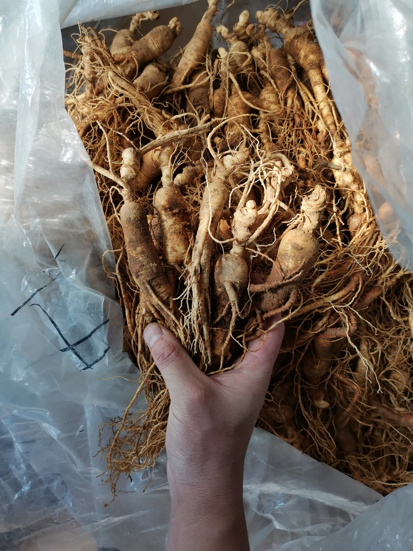 长白山林下鲜人参2斤，有疤有绣，没有品相，自用效果好，食用品