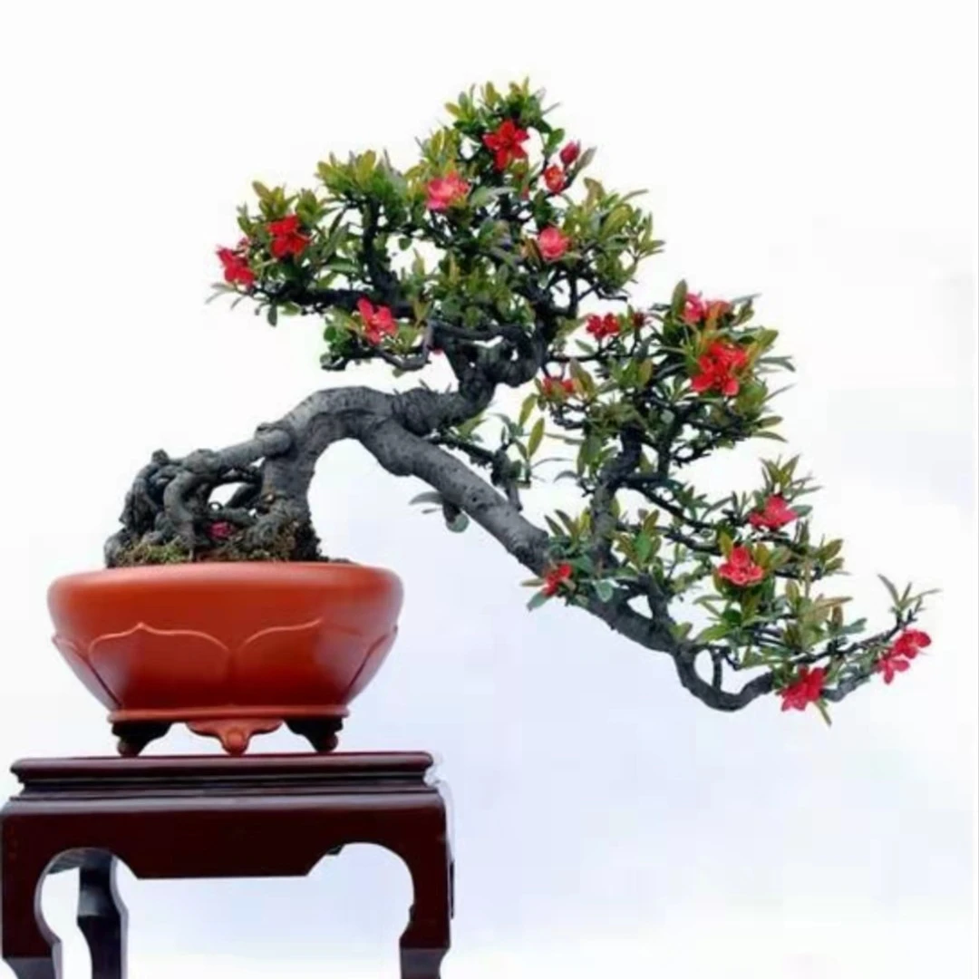 海棠盆景精品造型 一物一拍