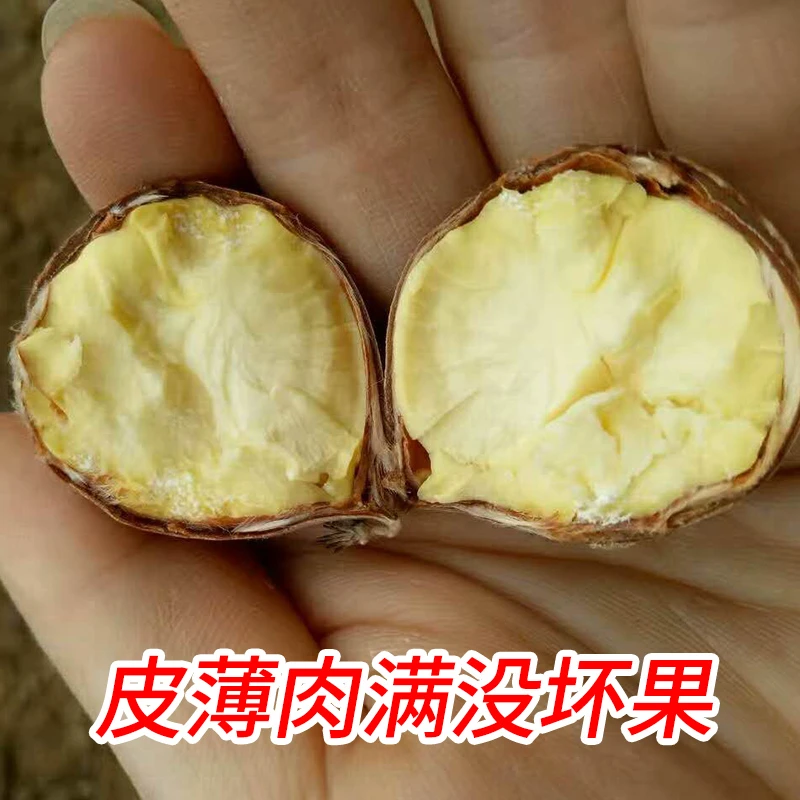 建瓯高山锥栗新鲜板栗圆栗油栗尖栗毛栗小栗子农家乡特产甜糯营养