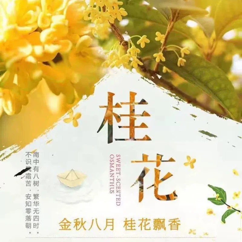 四季桂花花苗当年开花植物室内外阳台花卉植物盆栽提神木本花卉