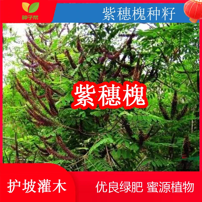 草本紫穗槐种子多年生优良护坡荒山复绿放牧营养丰富优质蜜源植物