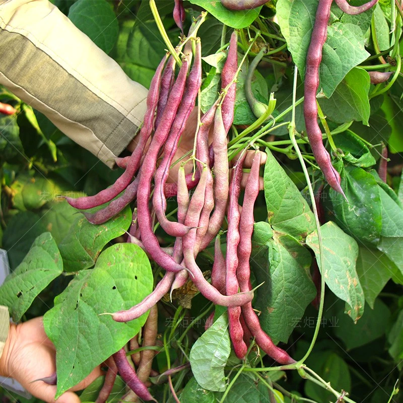 紫芸豆种籽老来少芸豆种子春秋紫架豆种子豆角籽早熟高产蔬菜种子