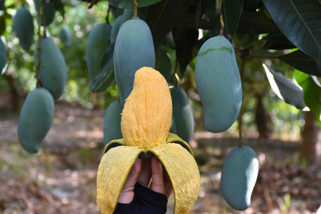 【粉丝福利】田东大桂七芒果净重9斤 捂熟食用 坏果包赔