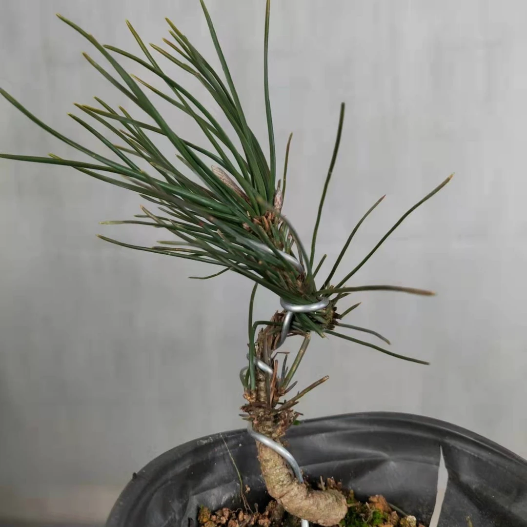 微型树木盆栽按价格分类自选不带盆发货植物庭院黑松美观