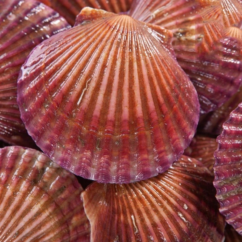 新鲜红贝鲜活自助发货到货包鲜开口属于正常现象海鲜新鲜小红贝