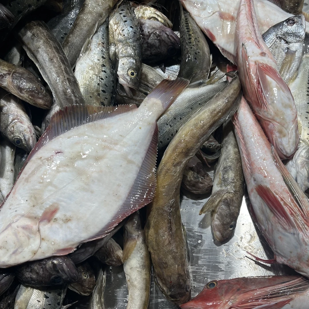 山东烟台发货 精品5斤大杂鱼（红鞋鱼等）冷冻食用处理