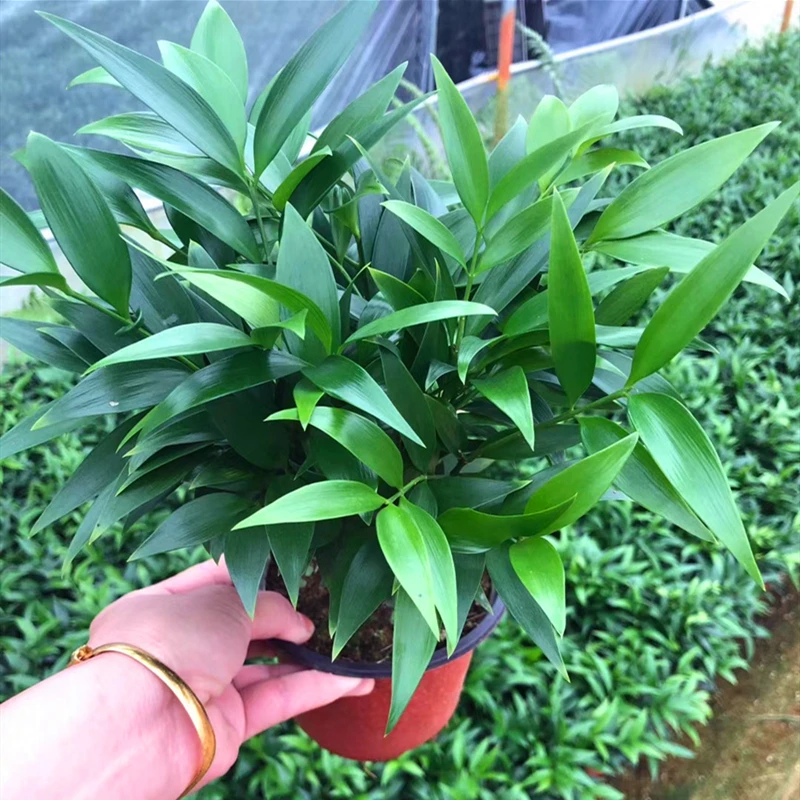 竹柏盆栽室内绿植正宗驱蚊植物长寿竹净化空气四季常青抗辐射