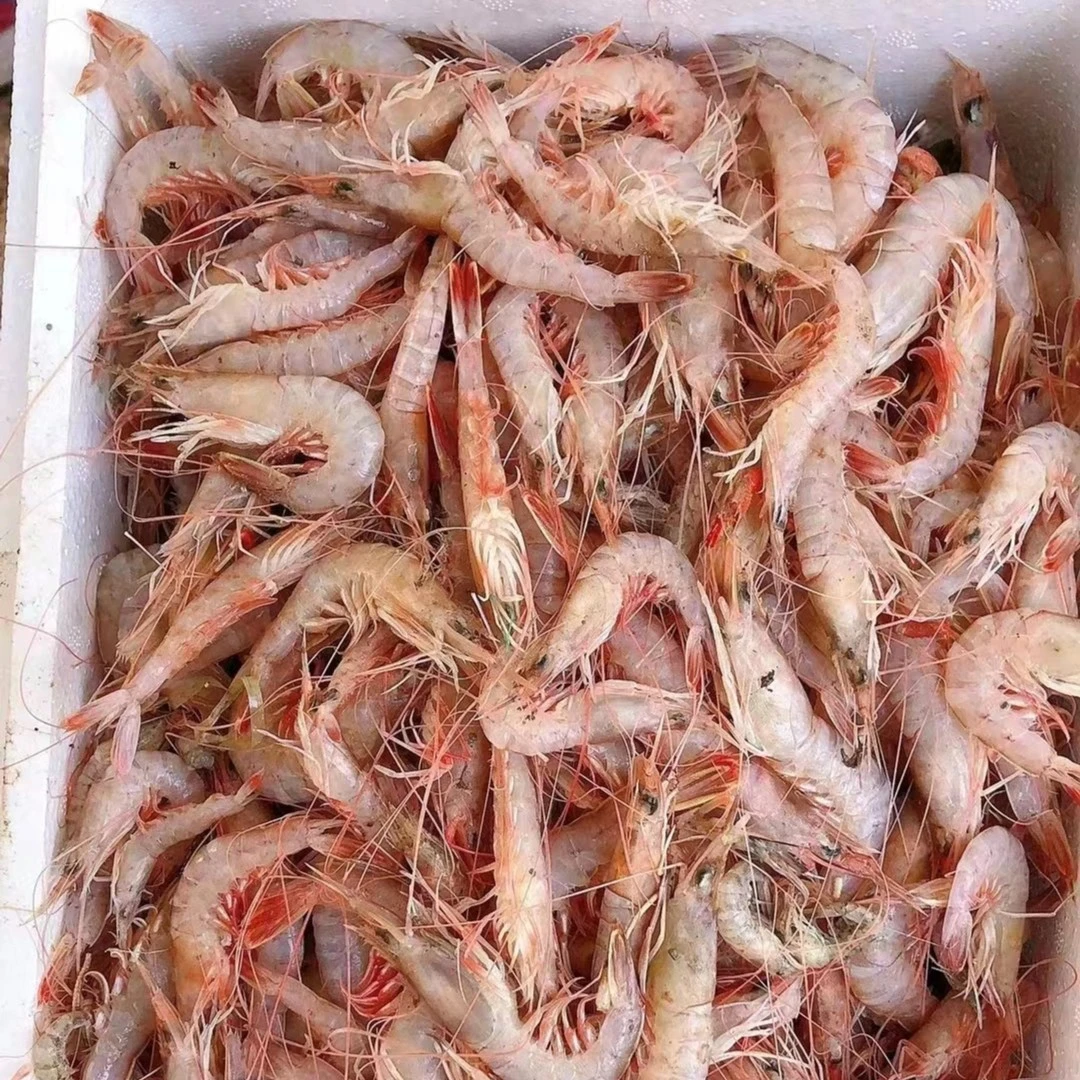 大连当地  新鲜鹰抓虾  （灯笼红，手拨虾） 发货4斤