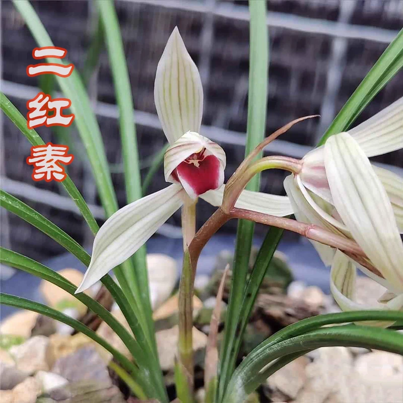 香兰莲瓣红素，漂亮红舌头，花香出架春天开花花香幽远